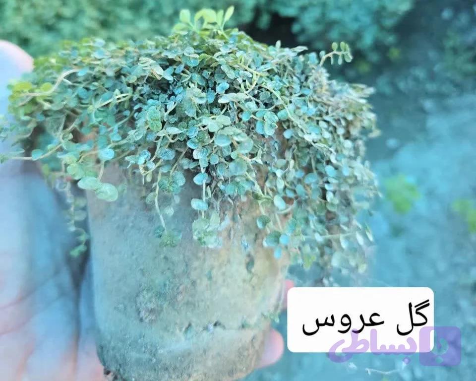 گل چمن عروس (هلکسین) — تصویر 1