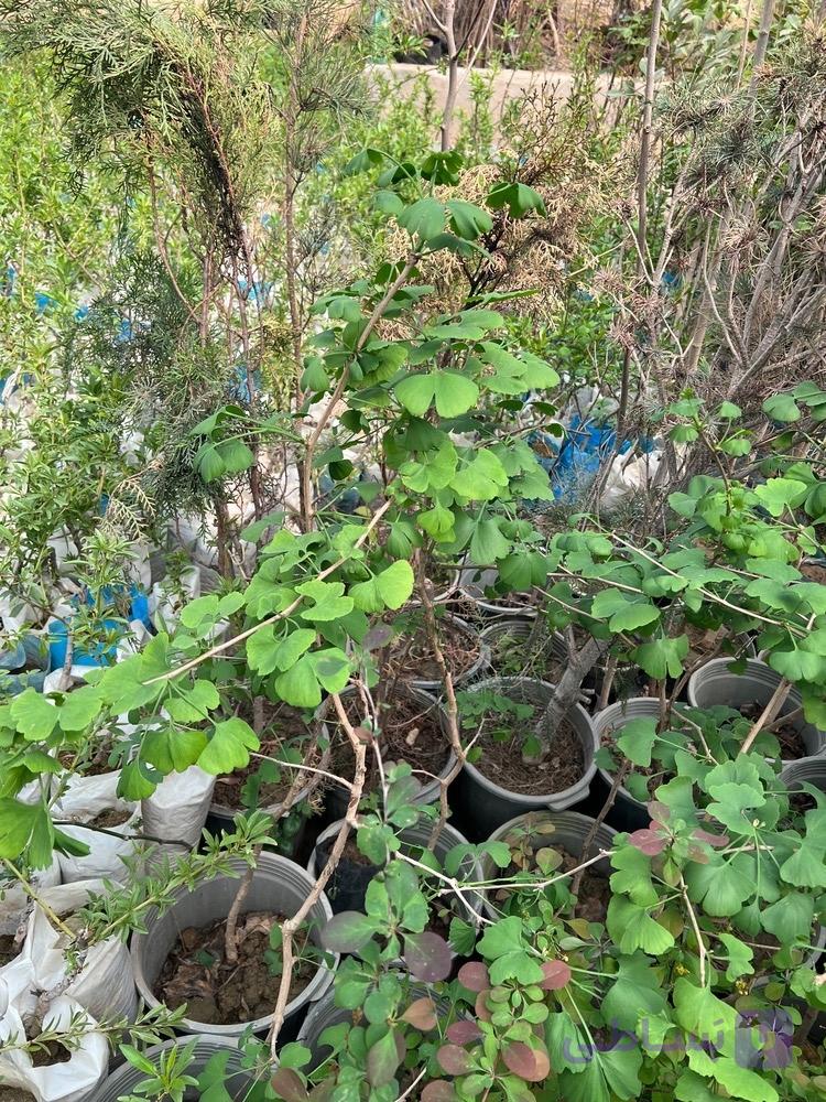 نهال زینتی ژینکو(درخت کهن)
