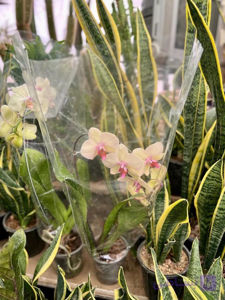 گل ارکیده طبیعی در سه رنگ