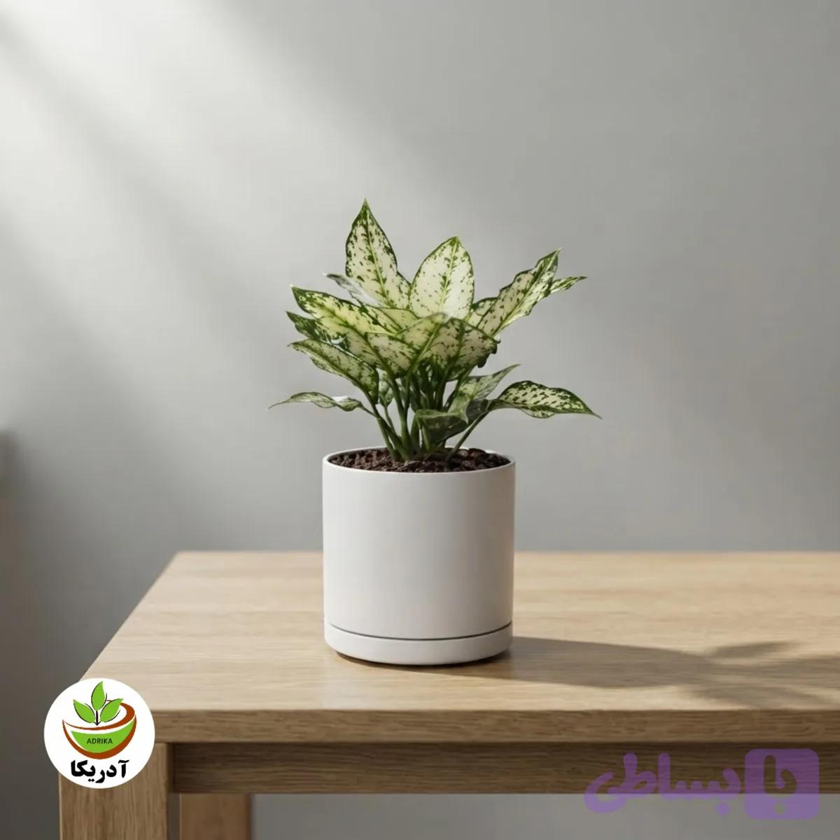 گیاه طبیعی آگلونما سفید با گلدانسرامیک
