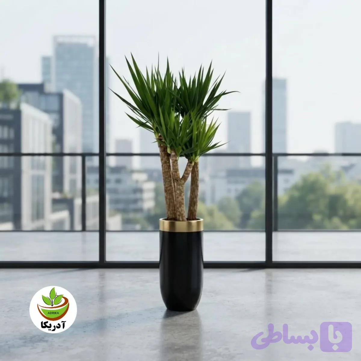 یوکا تنه دار