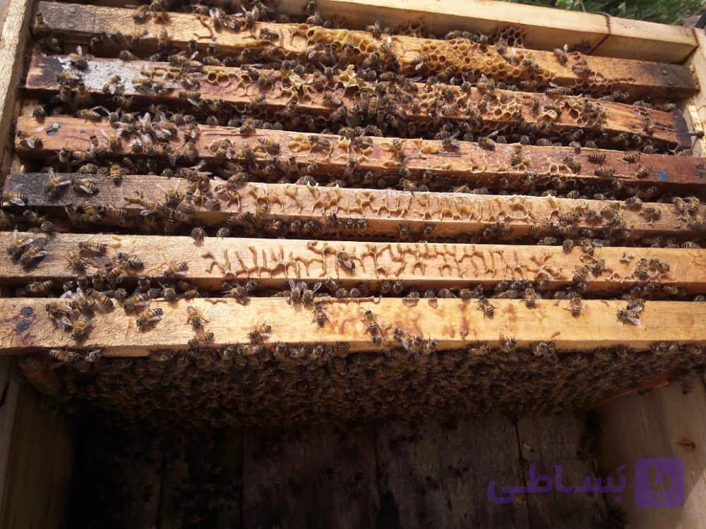 کلونی و کندوی زنبور عسل با جمعیت ۳تا ۴ قاب با ملکه جوان و بهگزینی شده  لگوستیکا و بوکفست