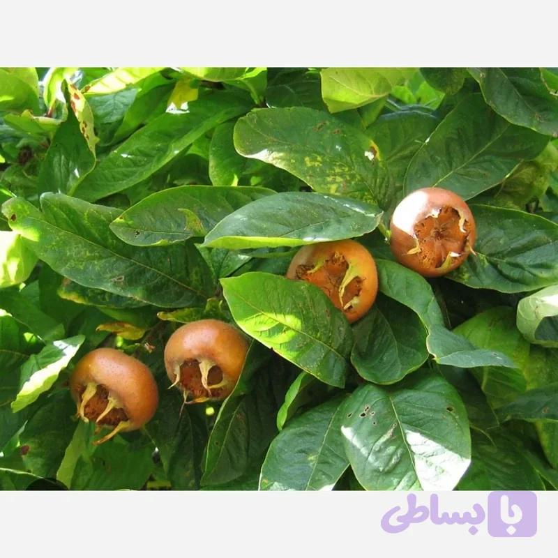 نهال ازگیل پیوندی (کندوس)ازگیل محلی