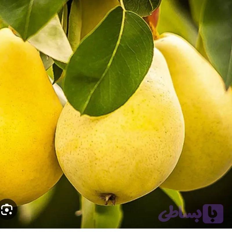 نهال گلابی بیروتی اصل