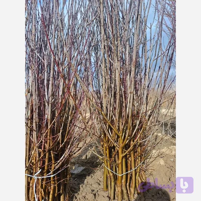 نهال گوجه سبز ترکیه