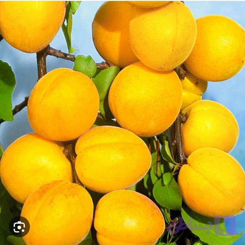نهال زردآلو انبه ای