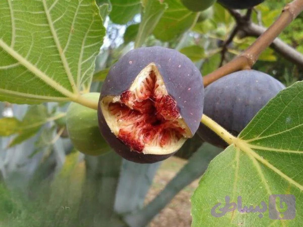 نهال انجیر یزدی