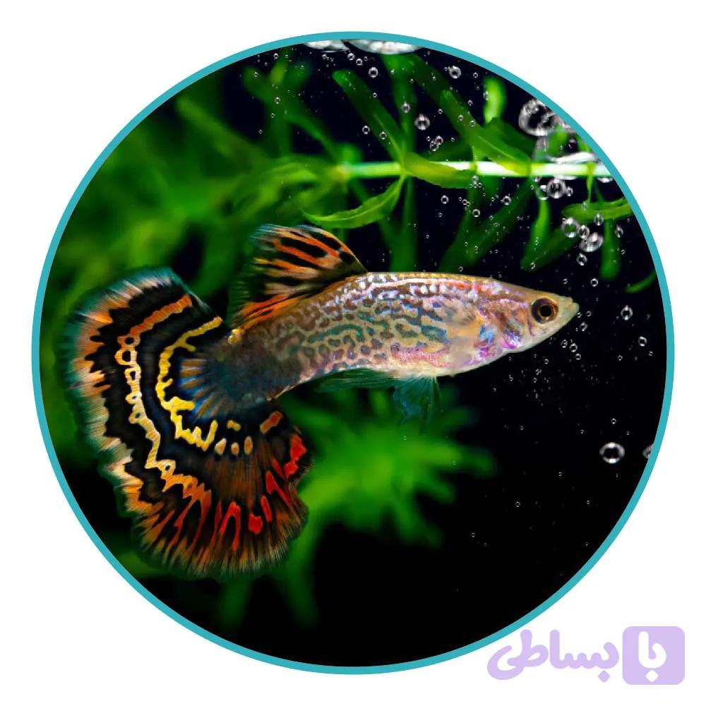 ماهی گوپی سون کالر (جفت)
