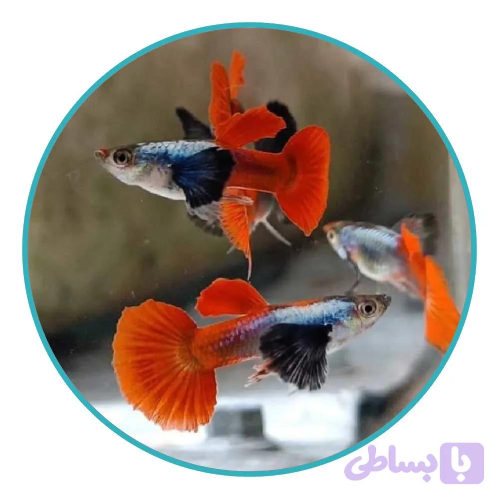 ماهی گوپی بیگ ایر دامبو (جفت)