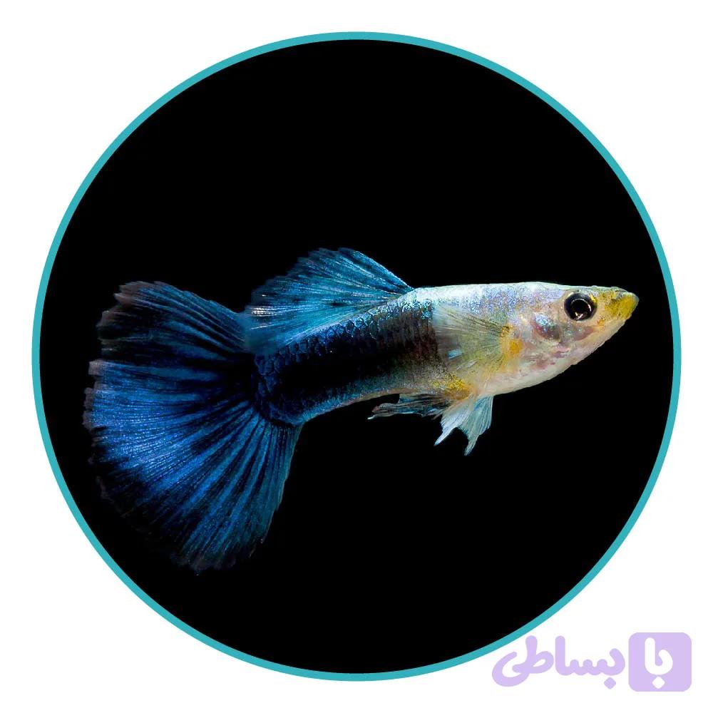 ماهی گوپی بلو توکسیدو (جفت)