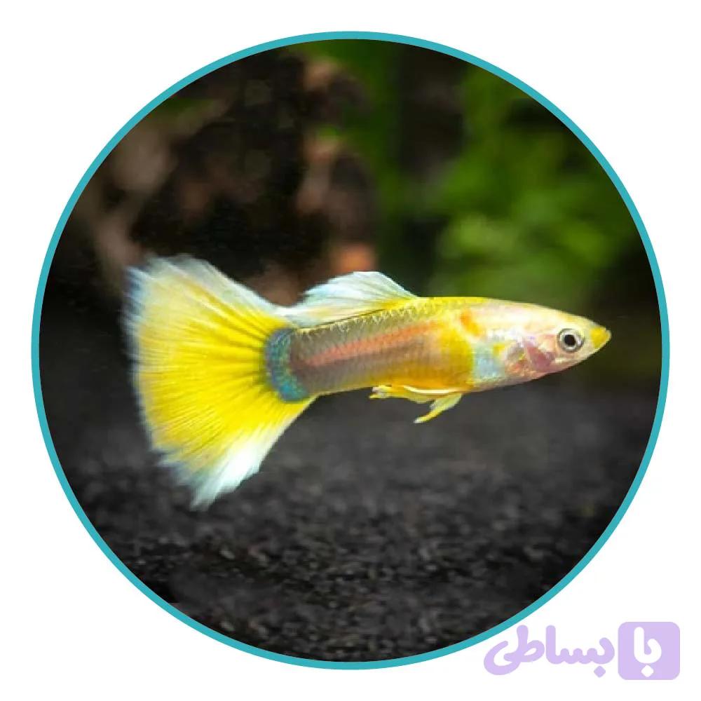 ماهی گوپی یلو گلدن (جفت)