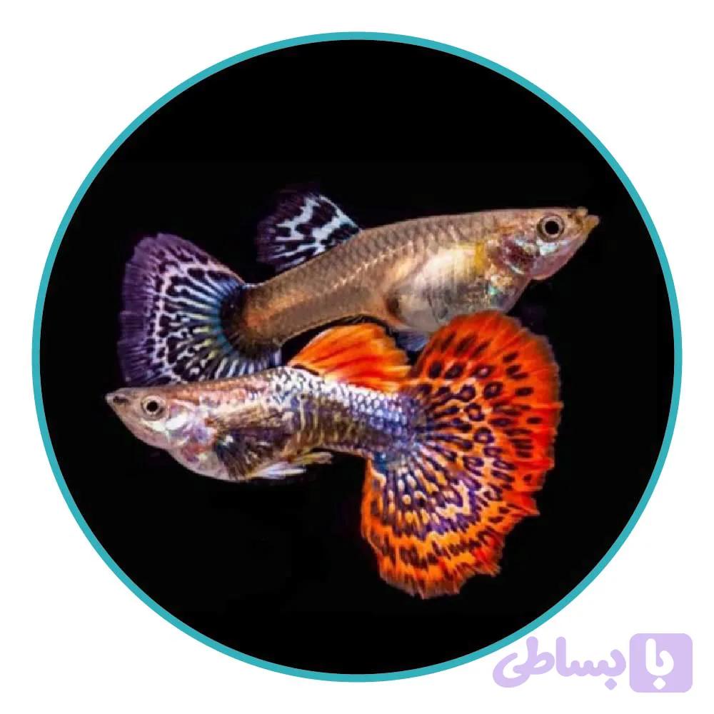 ماهی گوپی بیگ ایر دراگون (جفت)