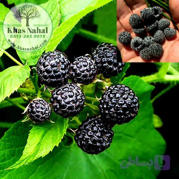 نهال رازبری سیاه