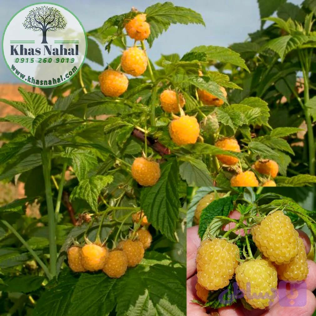 نهال رازبری زرد