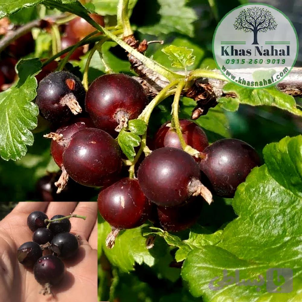 نهال ژوستابری