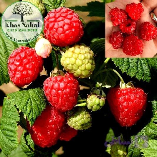 نهال رازبری قرمز