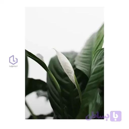 تابلو برگ سبز و گیاه