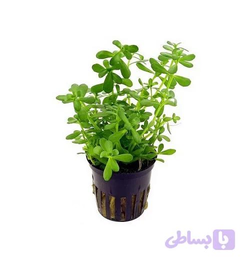 گیاه آکواریومی باکوپا