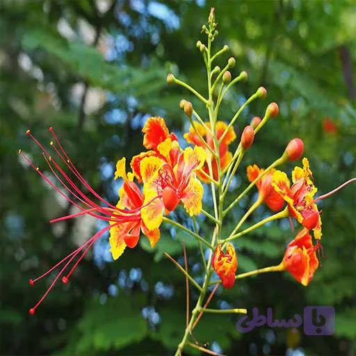 بذر گل پرطاوسی — تصویر 1