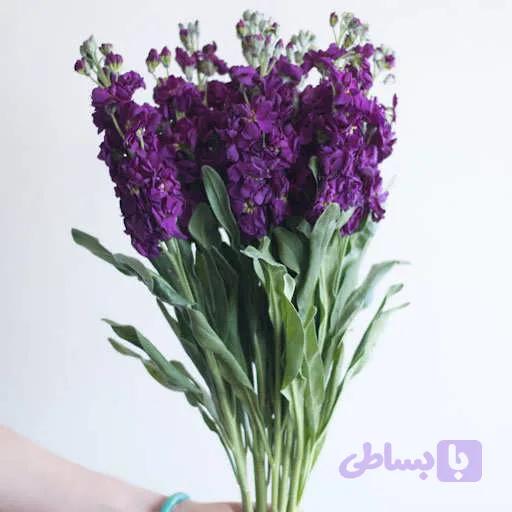 بذر گل صابونی ارغوانی — تصویر 1