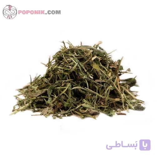 برگ کاسنی