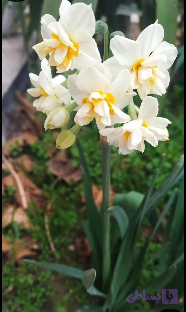 پیازگل نرگس شصت پر ( درشت ) — تصویر 1