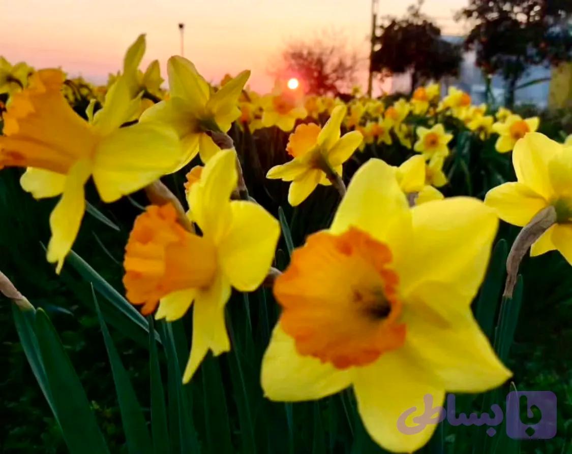 نرگس هلندی لب ماتیکی — تصویر 1