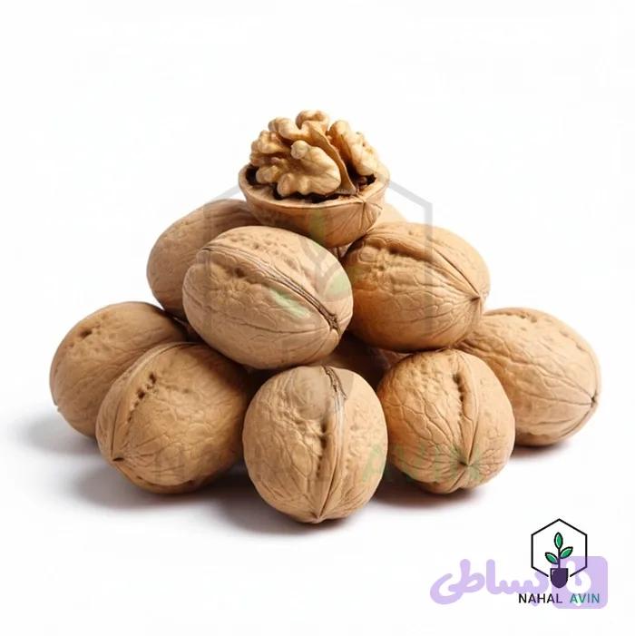 نهال گردو ژنوتیپ برتر تیپ ۷(نایلکسی)