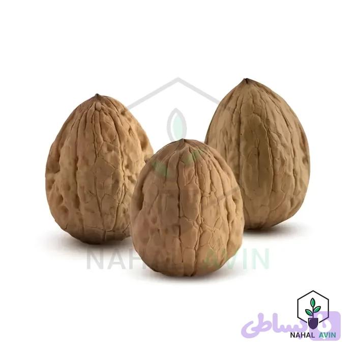 نهال گردو تخم مرغی