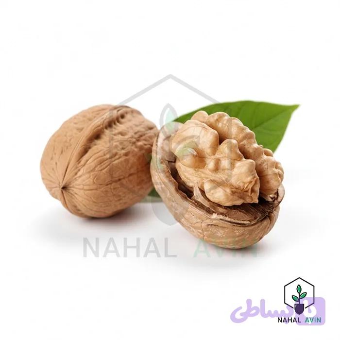 نهال گردو ژنوتیپ مراغه