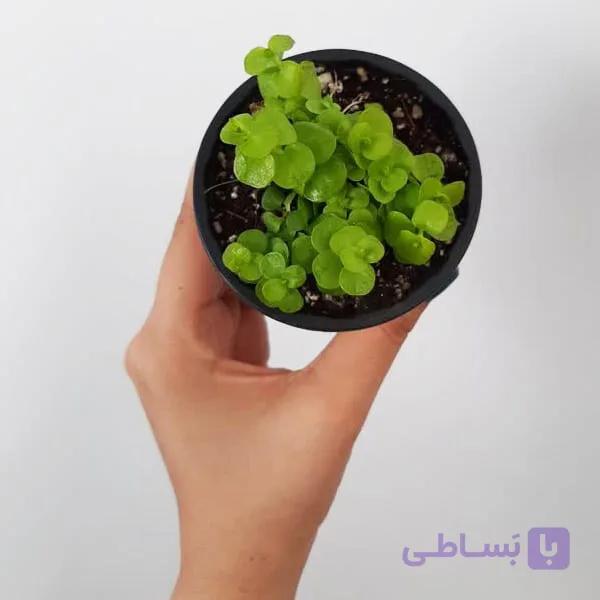 لیزوماکیا — تصویر 1