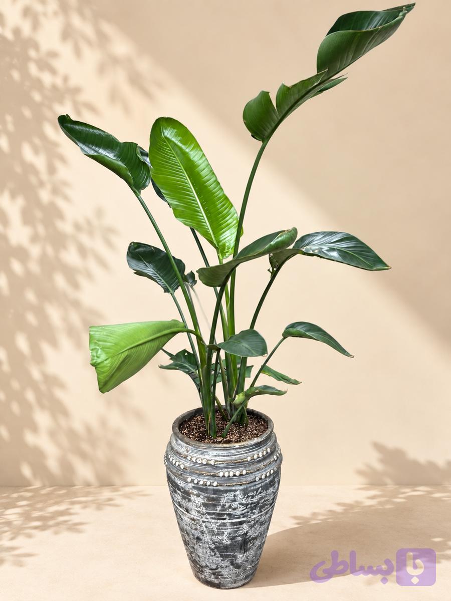 نخل نیکلای گلدان 45