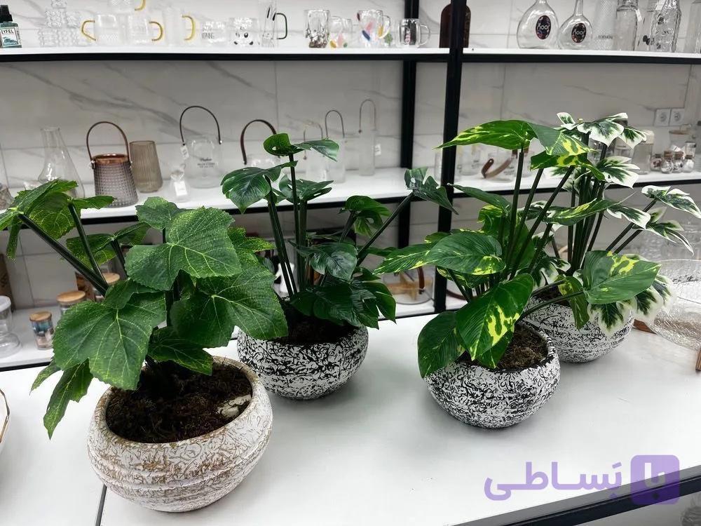 گلدان ابگز بوته دار