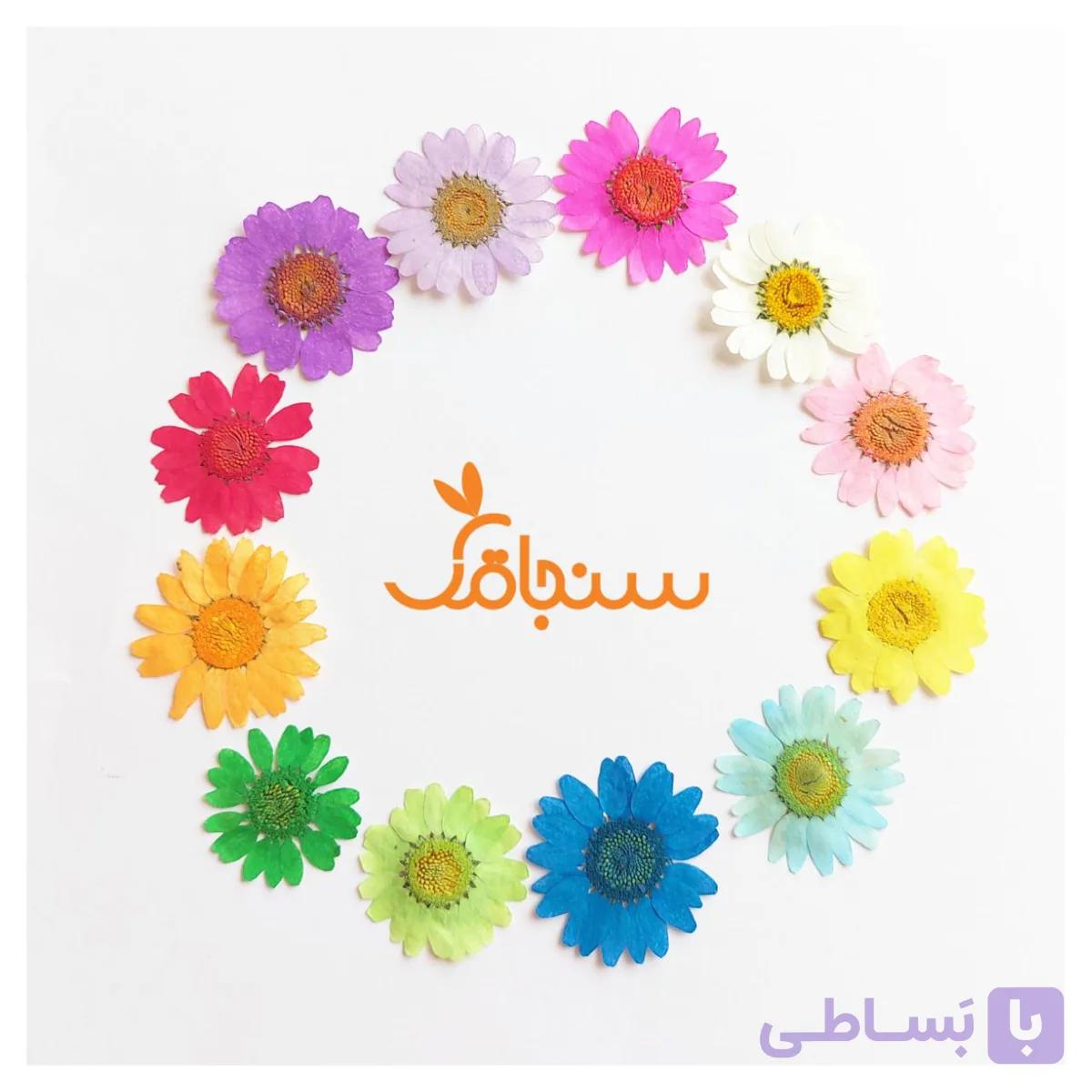 بابونه رنگی پرس شده وارداتی(۵ عددی)