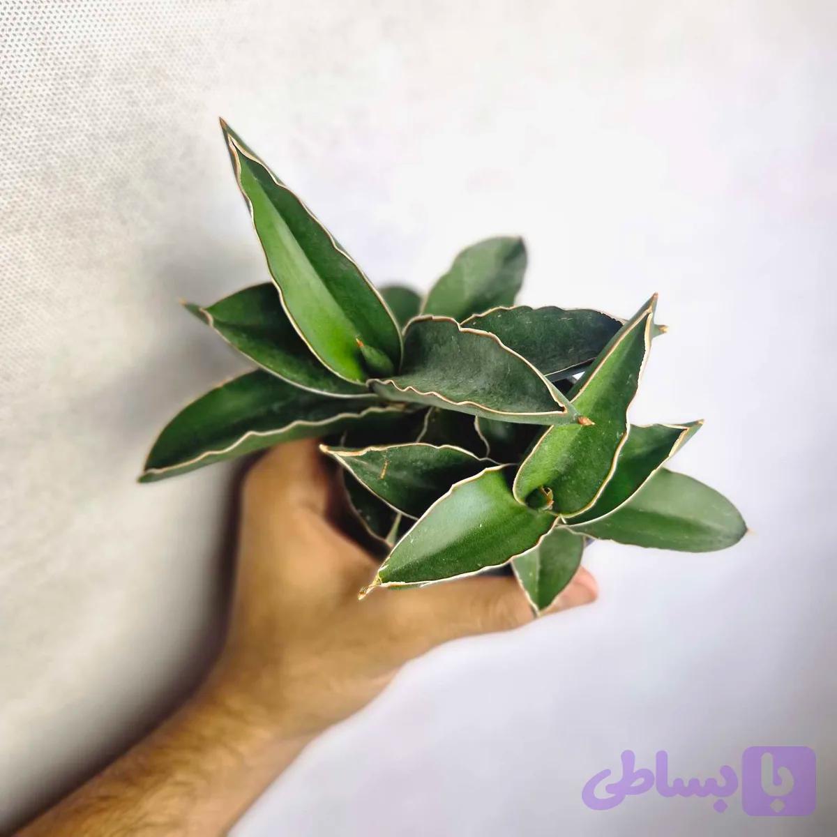 سانسوریا سامورایی سایز ده چند بوته — تصویر 1