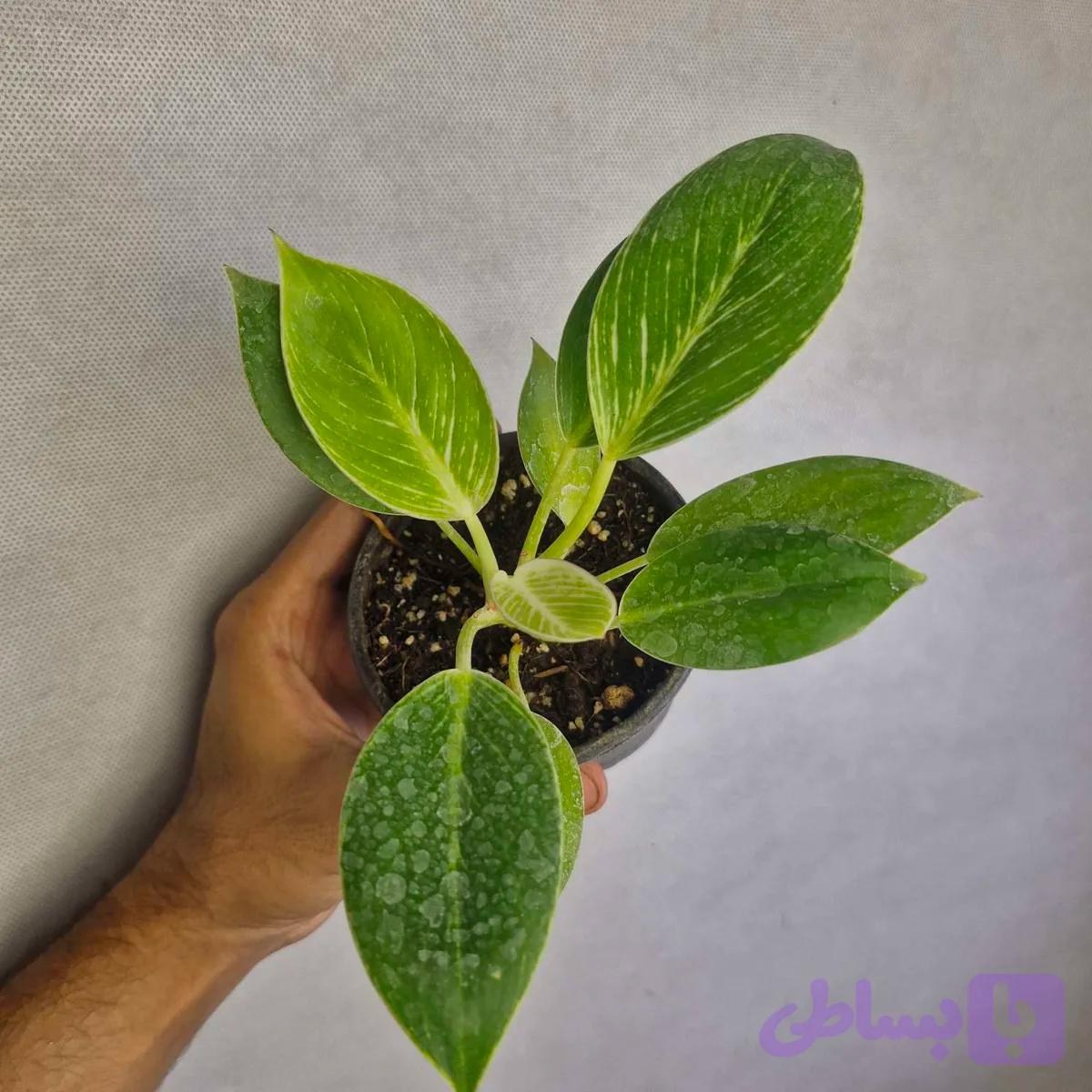 فیلودندرون برکین سایز ۱۰ — تصویر 1