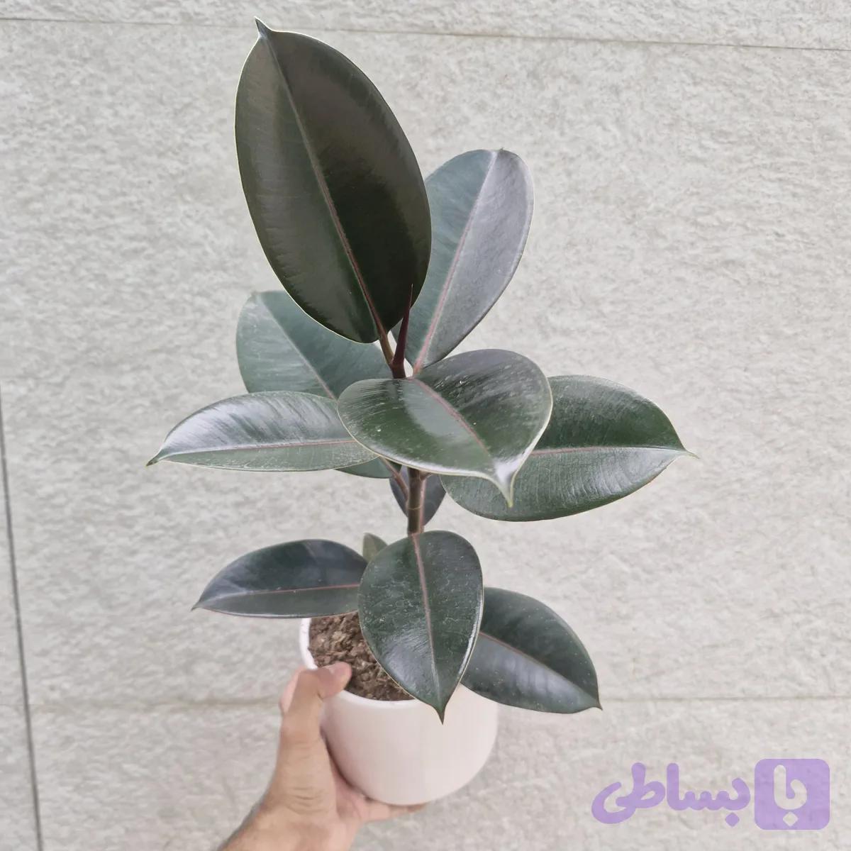 فیکوس بلک سایز بزرگ — تصویر 1