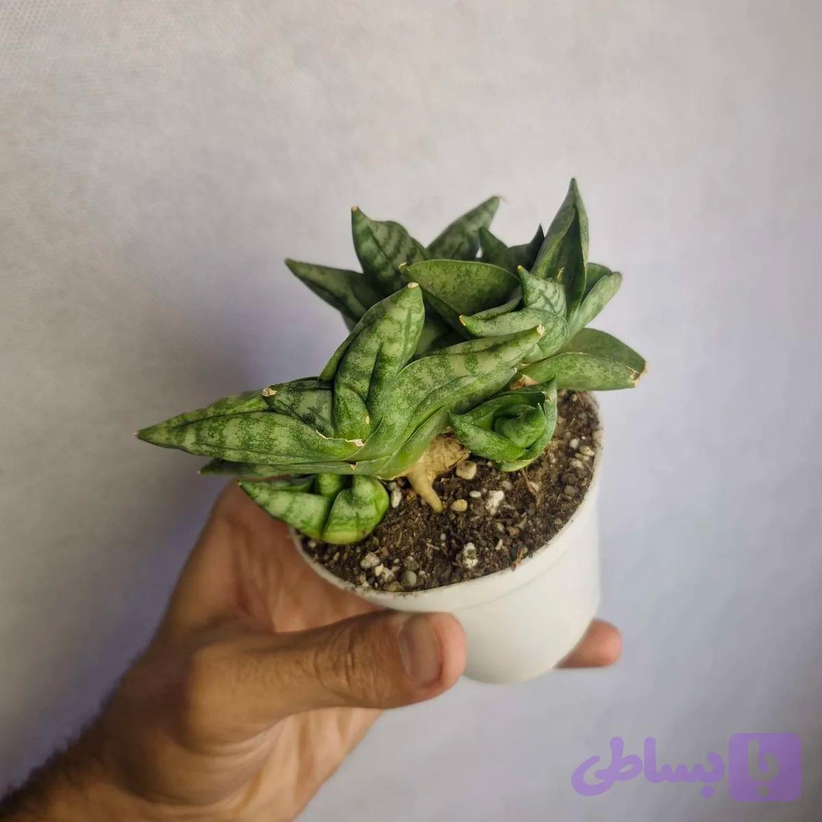 سانسوريا بونجی مینی خاص — تصویر 1