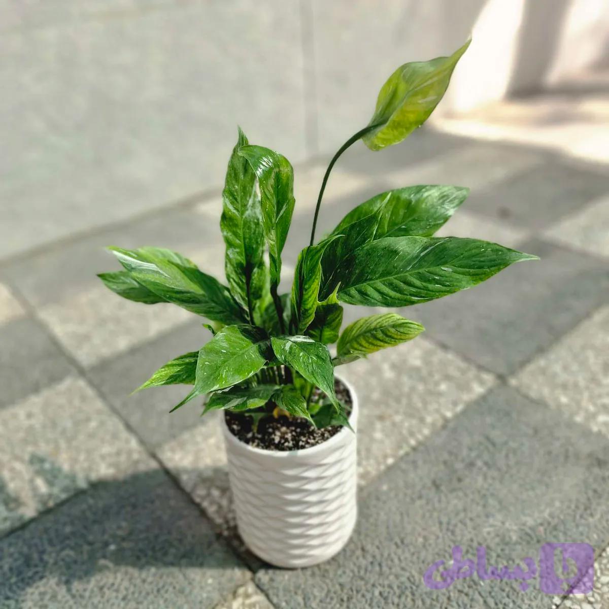 اسپاتی فیلوم ابلق سایز بزرگ — تصویر 1