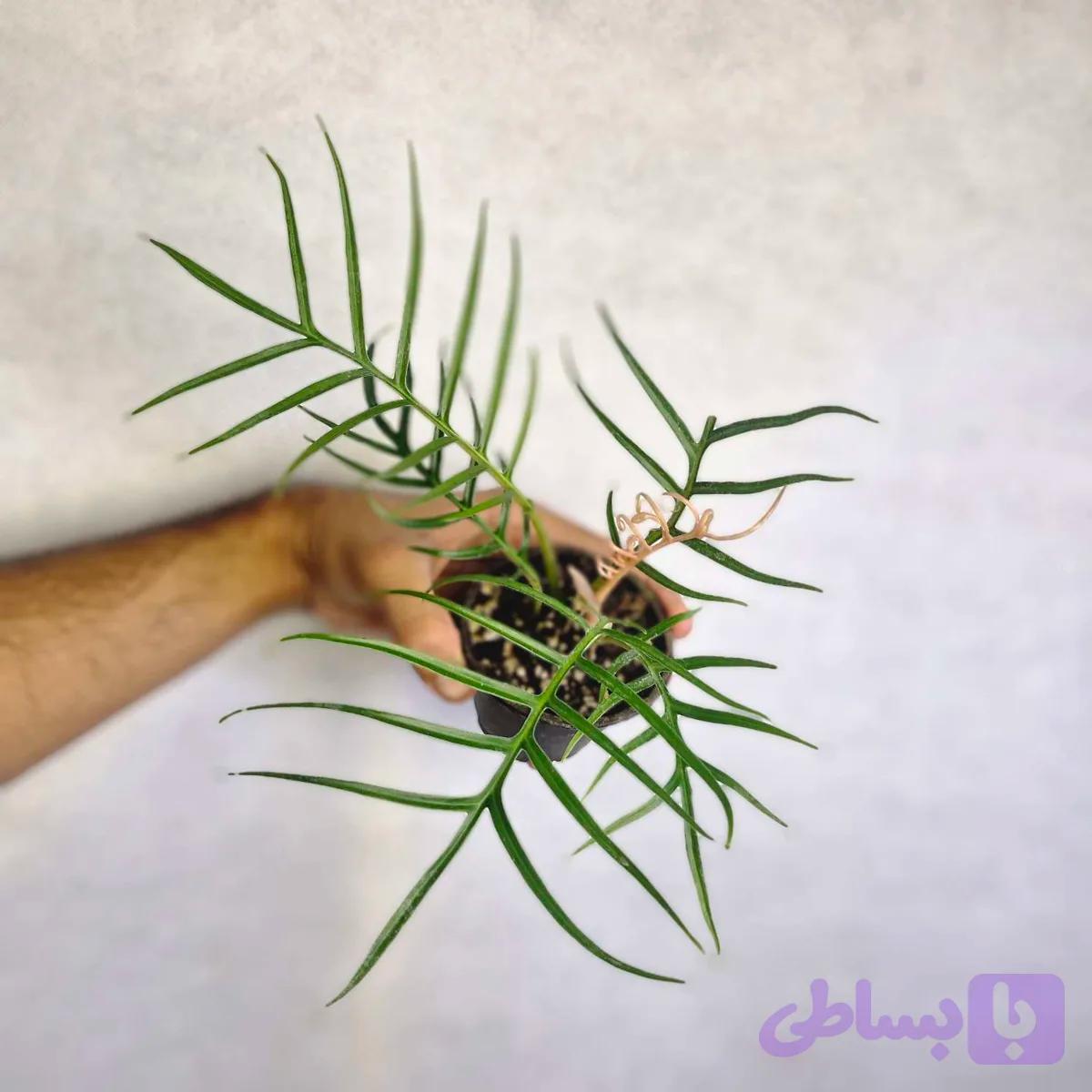 فیلودندرون شاخه گوزنی — تصویر 1
