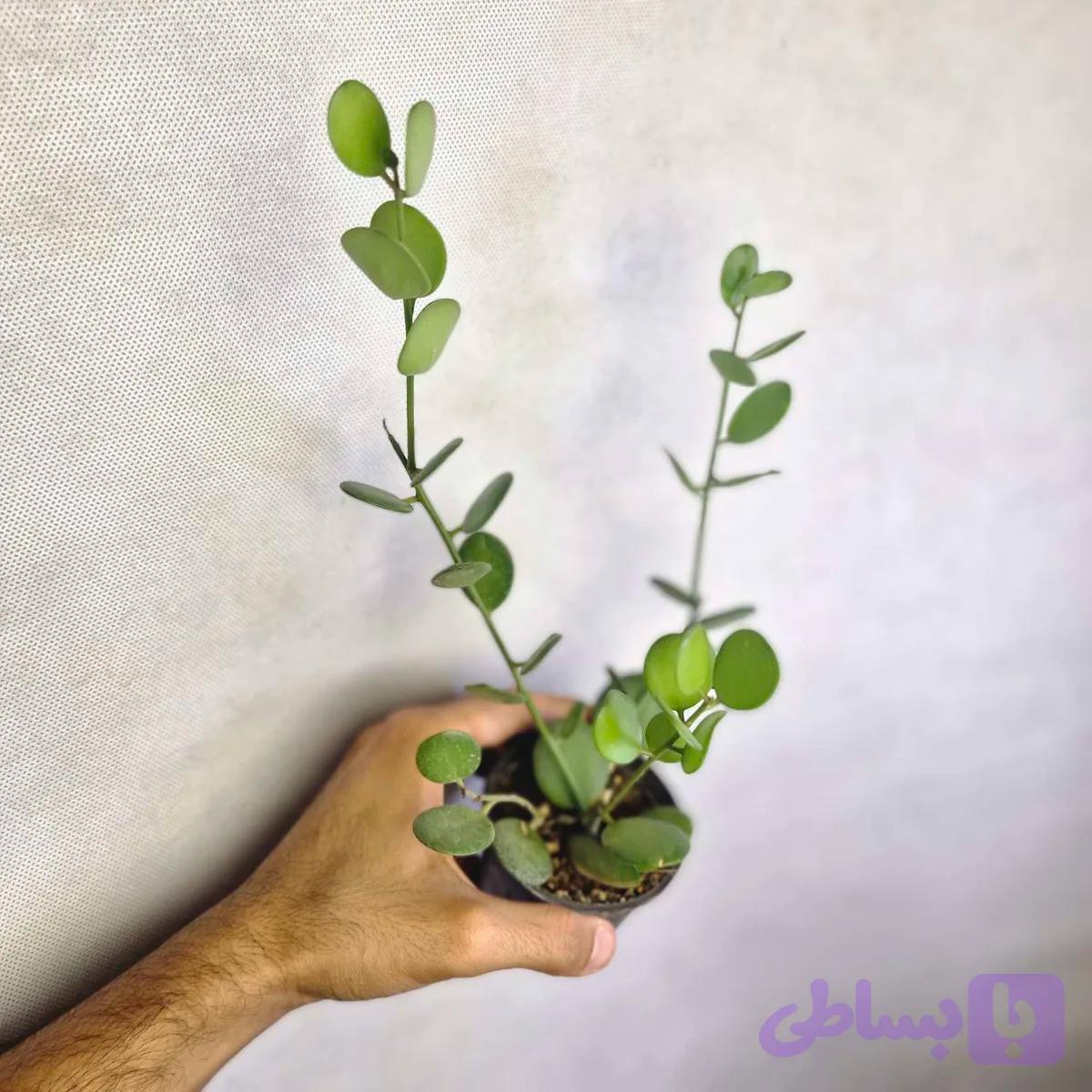 گیاه دلار — تصویر 1