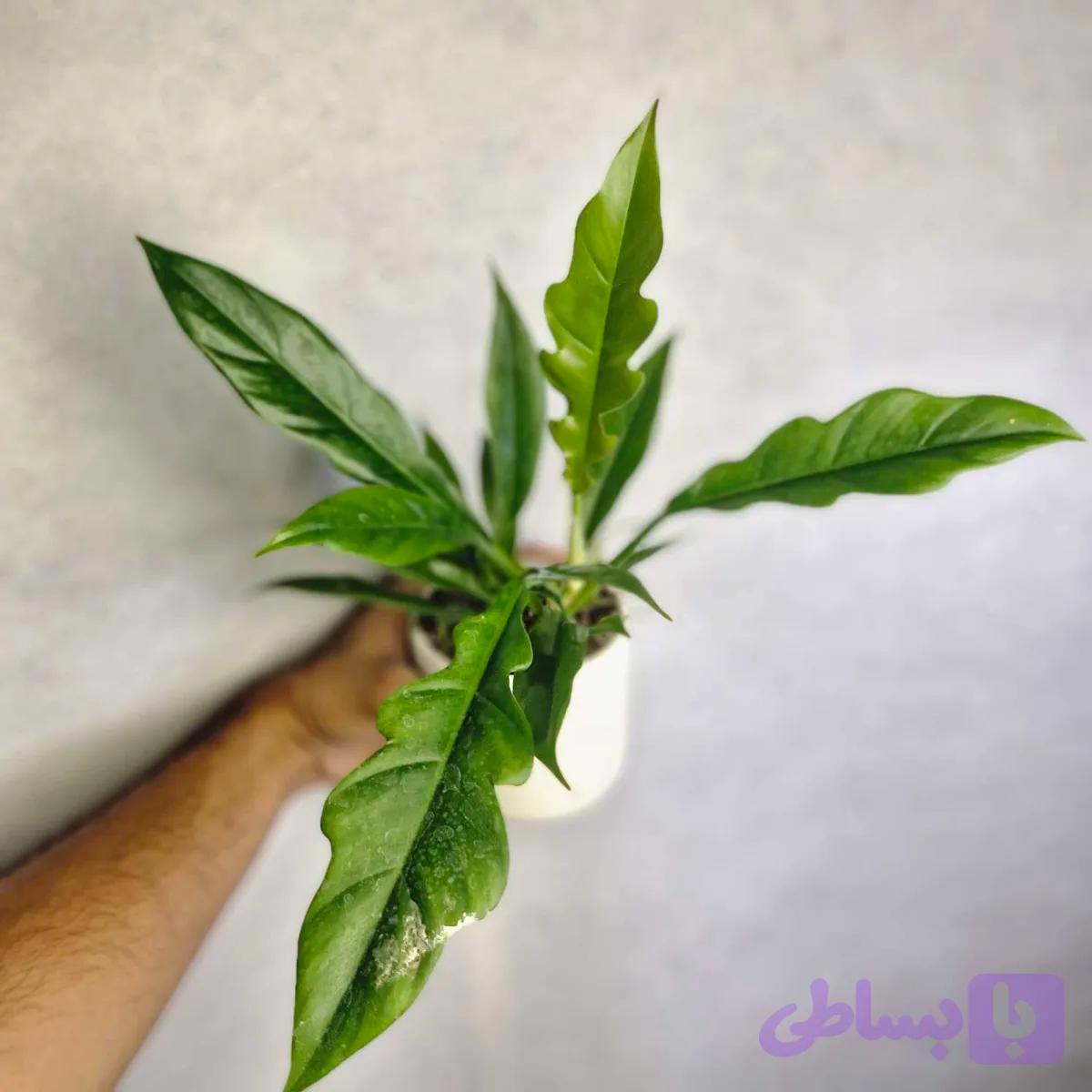 فیلودندرون کنگره ای — تصویر 1