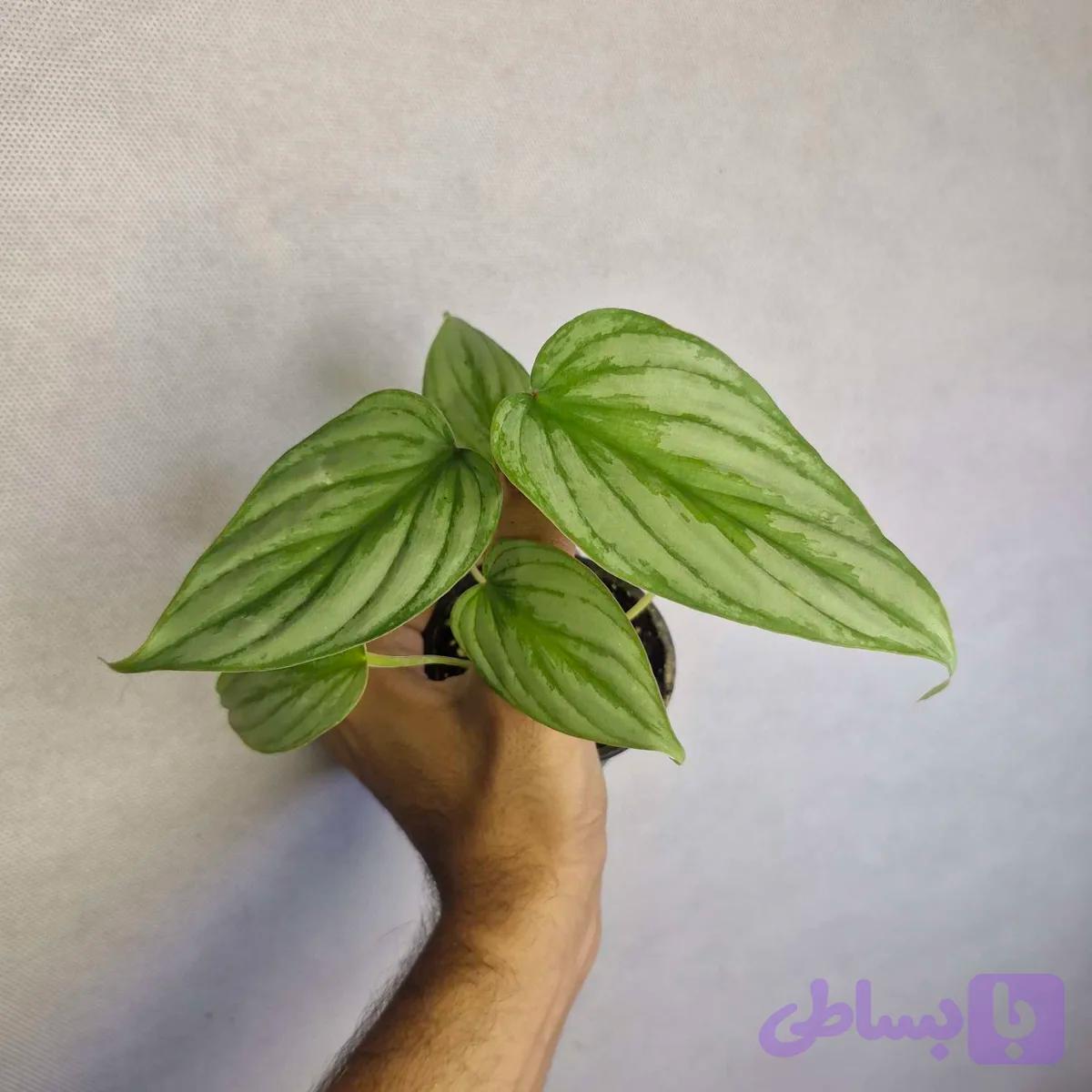 فیلودندرون مامی سیلور سایز ۸ — تصویر 1