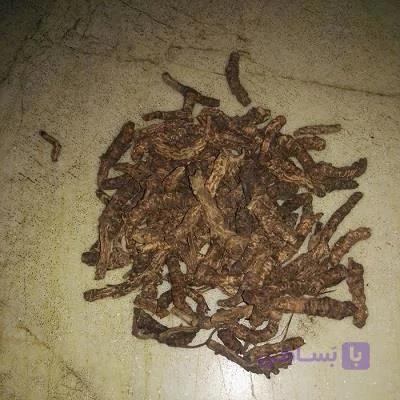 خریق سفید