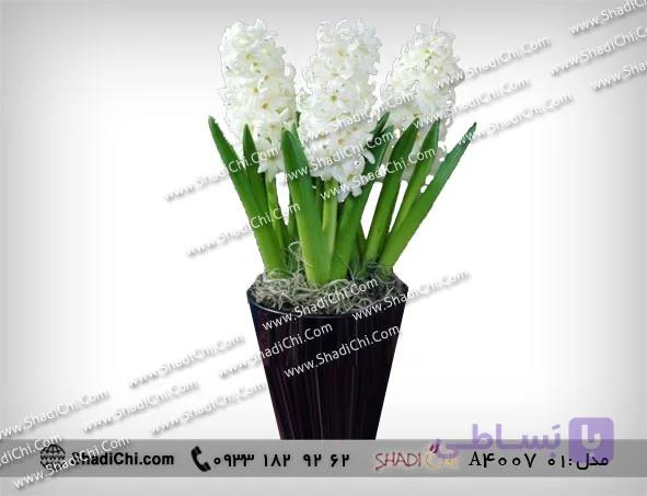 سنبل سفید برای عید نوروز