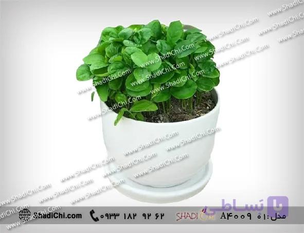 گلدان سبزه نارنج نوروزی