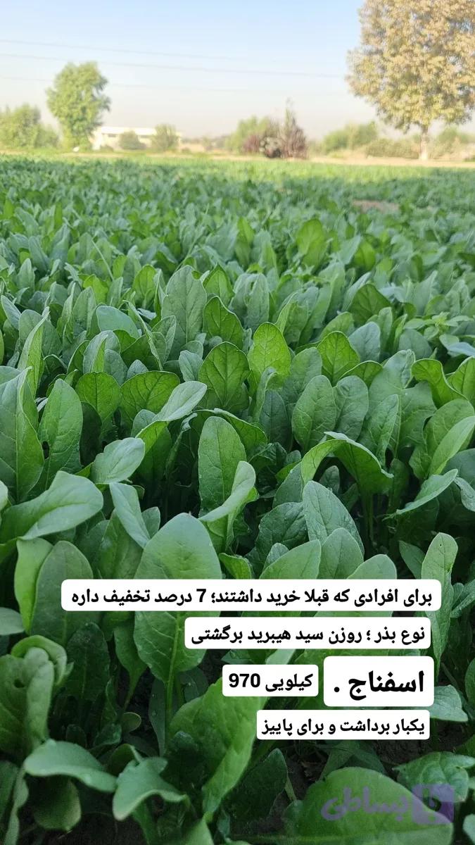 بذر اسفناج روزن سید هیبرید برگشتی