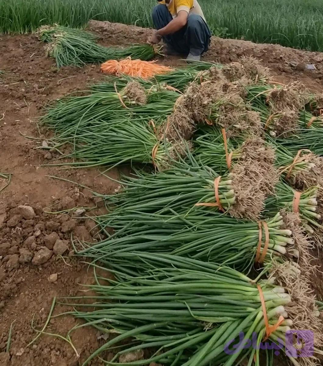 بذر پیازچه