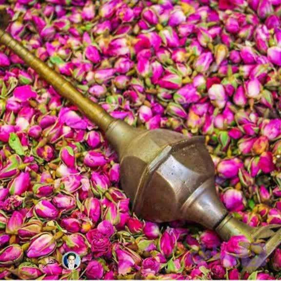 غنچه گل محمدی تازه و درجه یک — تصویر 1