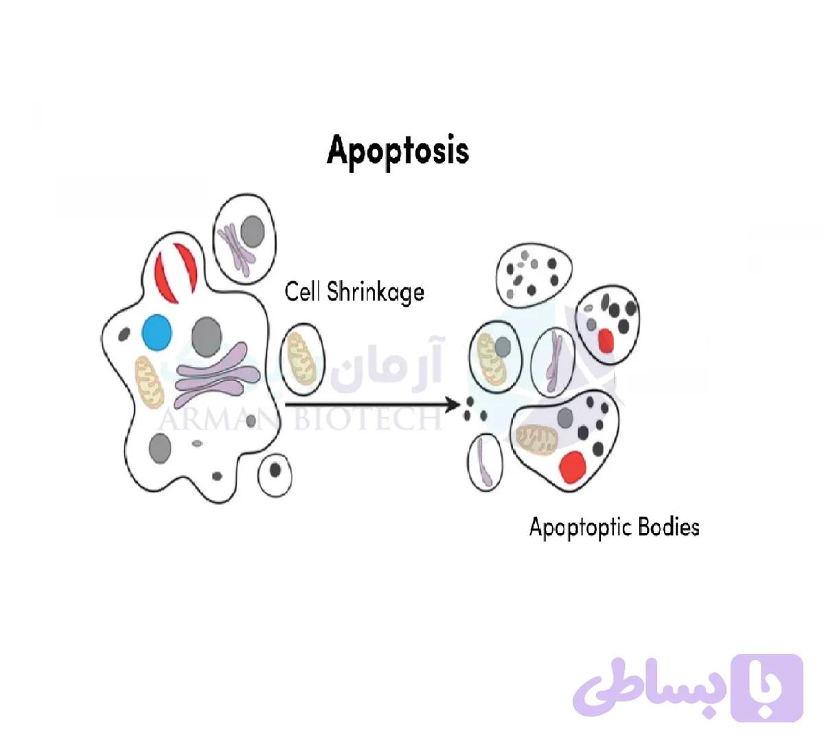 کیت تشخیص آپوپتوز Annexin V – پارس‌ طوس